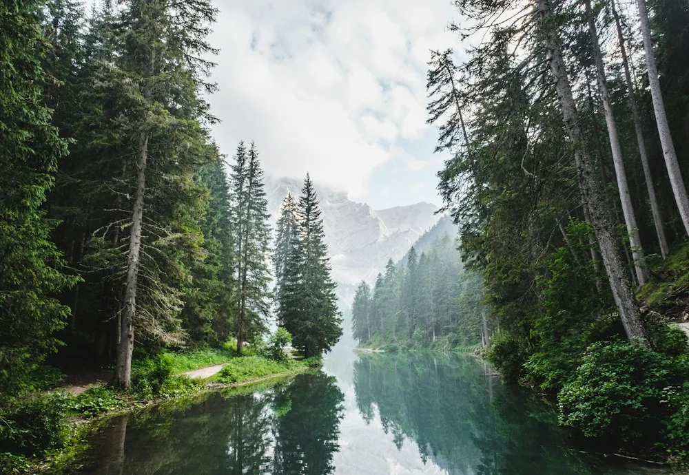 Forest landscape